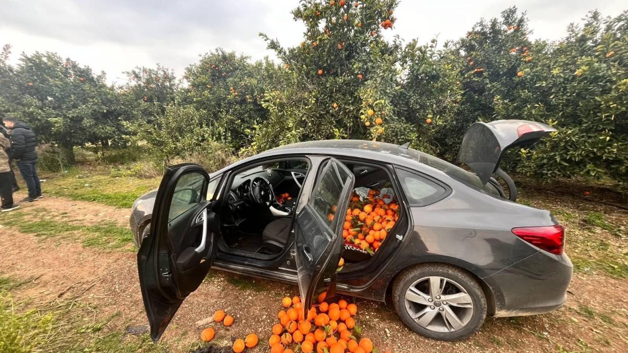 Portakal bahçesine dadanan hırsız suçüstü yakalandı